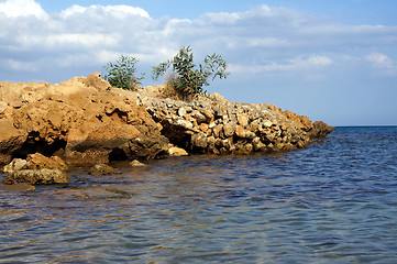 Image showing Olive Bush on the cliffs of Cyprus