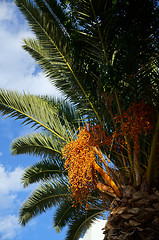 Image showing Palm tree with fruits on a background of azure sky