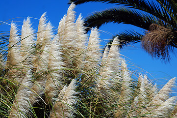 Image showing Tall grass on a background of palm trees palm trees and blue sky