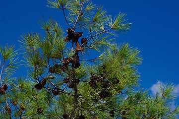 Image showing Italian pine branches with cones on blue sky background