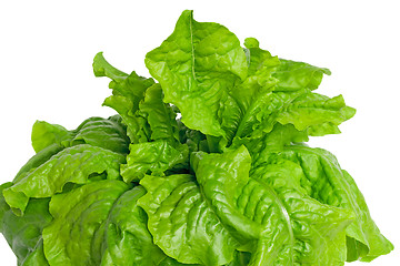 Image showing Green lettuce leaves on a white background