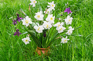 Image showing Blossoming narcissuses in a vase among a green grass