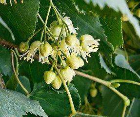 Image showing Linden flowers against green leaves.