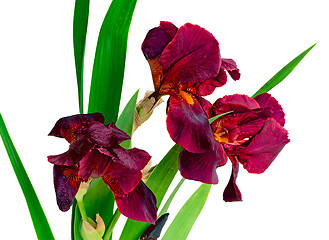 Image showing Bouquet of blossoming irises on a white background.