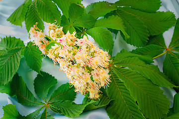 Image showing Chestnut flower with green leaves.