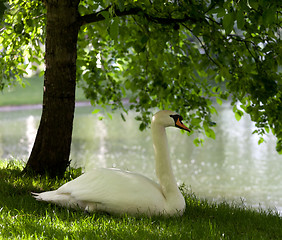 Image showing Mute swan on grass 