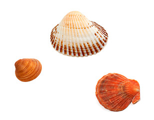 Image showing Three seashells