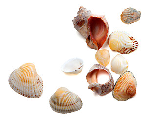 Image showing Seashells isolated on white background