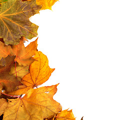 Image showing Autumn maple-leafs 