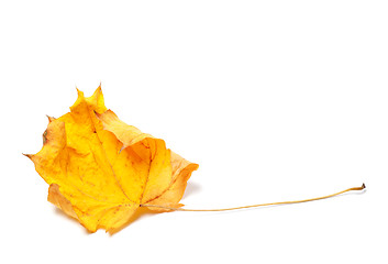 Image showing Autumn yellowed maple leaf