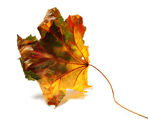 Image showing Dry autumn maple-leaf