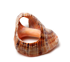 Image showing Empty broken rapana shell 