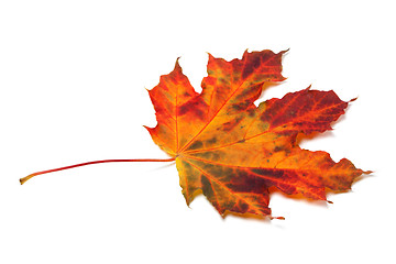 Image showing Autumn maple-leaf 