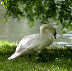 Image showing Mute swan on grass 