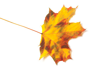 Image showing Autumn maple-leaf