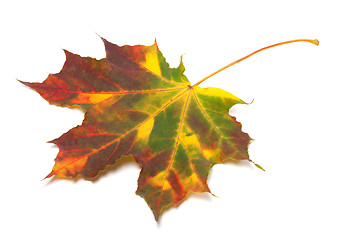 Image showing Multicolor autumnal maple-leaf