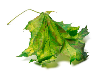 Image showing Yellowed maple-leaf