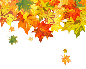 Image showing Maple background