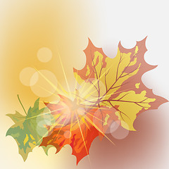 Image showing Maple background