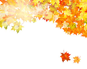 Image showing Maple background