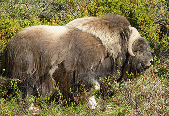 Image showing Muskox