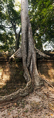 Image showing Tree and wall