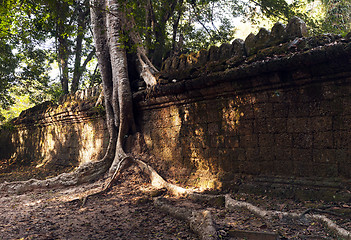 Image showing Tree and wall