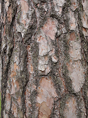 Image showing Tree bark