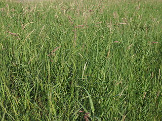 Image showing Meadow grass