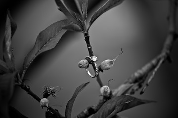 Image showing Diamond Ring on Apple Tree