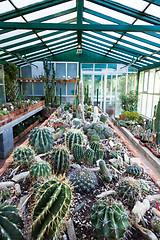 Image showing Cactus greenhouse