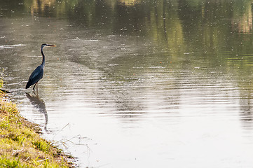 Image showing A beautiful Grey Heron (Ardea Cinerea) sitting on the edge of a 