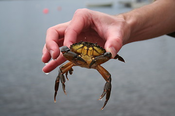 Image showing Holding a crab