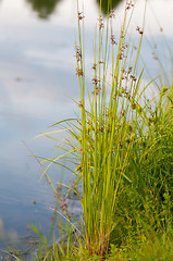 Image showing Flowering reed plants near a lake.