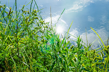 Image showing green plants by the remote lake