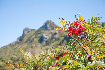 Image showing plants on grandfather mountain on blue ridge parkway