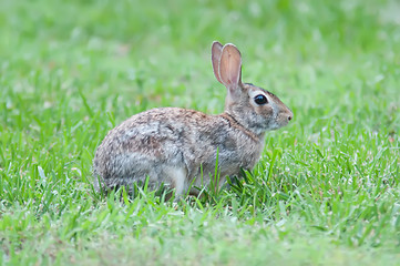 Image showing Wild rabbit in the green  meadow yard