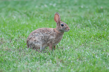 Image showing Wild rabbit in the green  meadow yard