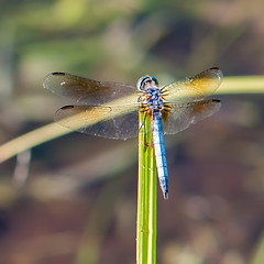 Image showing Dragonfly on grass with lake water  background