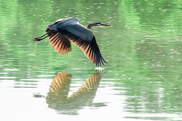 Image showing Great Blue Heron flying abstract motion