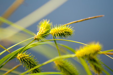 Image showing Flowering reed plants near a lake.