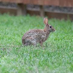 Image showing Wild rabbit in the green  meadow yard