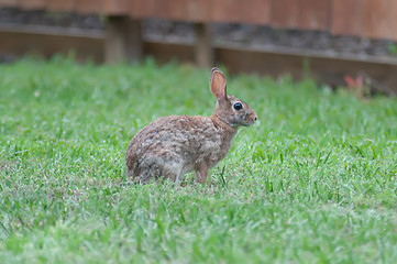 Image showing Wild rabbit in the green  meadow yard