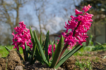 Image showing spring beautiful hyacinth grows on garden earth 