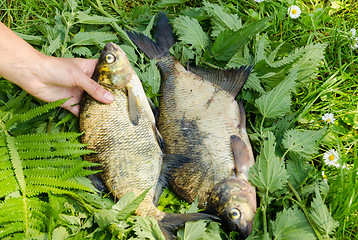 Image showing arm puts fern leaves three big bass fish 