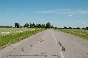 Image showing Car killed dead fox animal body lay on road 