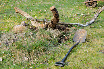 Image showing shovel lie in yard near cut branches, garden work 