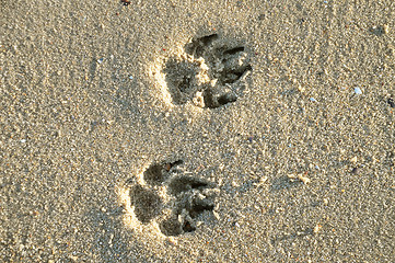 Image showing Paw  in sand