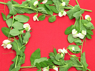 Image showing White blooms with petals of a snow pea as square on red background