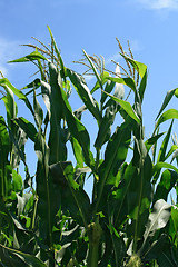 Image showing Green corn plants and blue sky